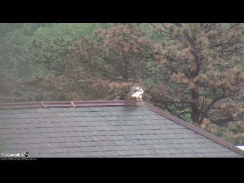 Cornell Hawks Fledgling Scales Top Of Building On Rainy Morning – June 20, 2019