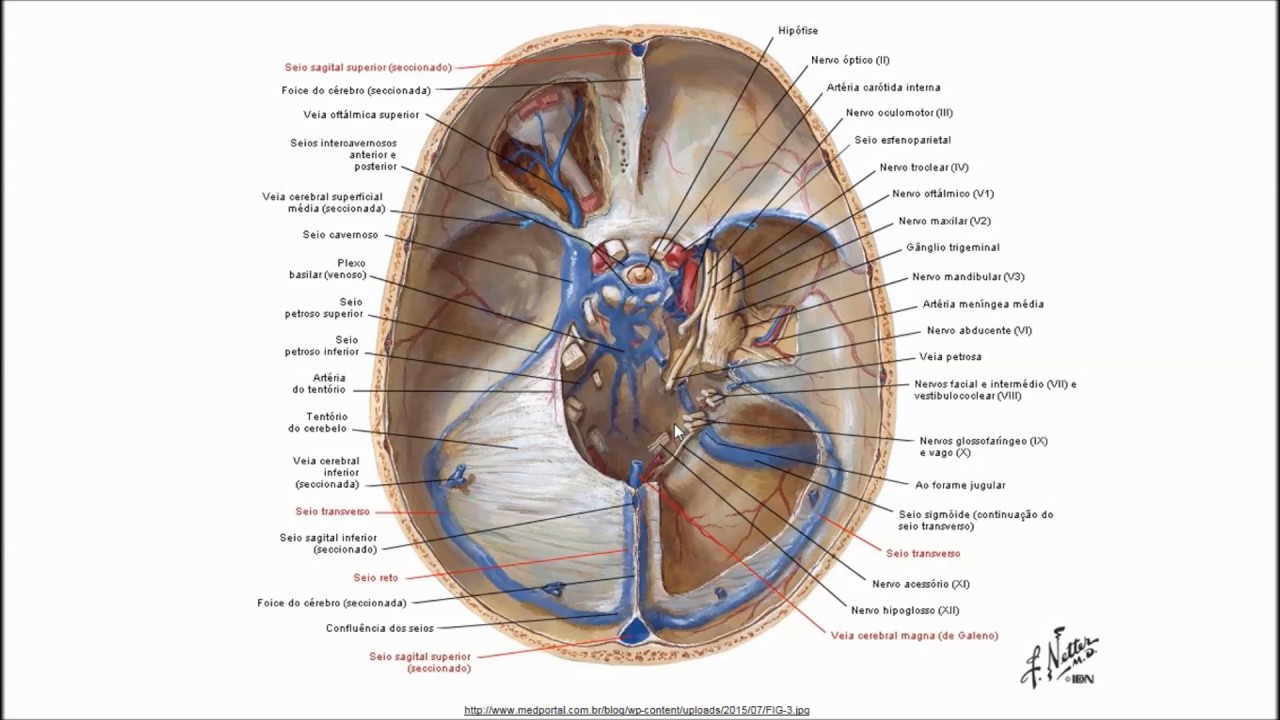 Meninges (seios da dura-máter e cisternas aracnóideas) - NEUROANATOMIA