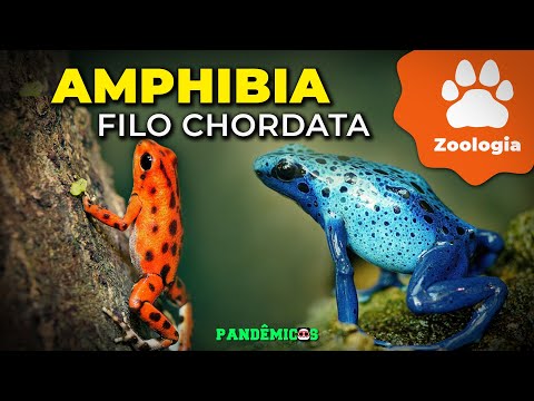 Phylo Chordata: Amphibia