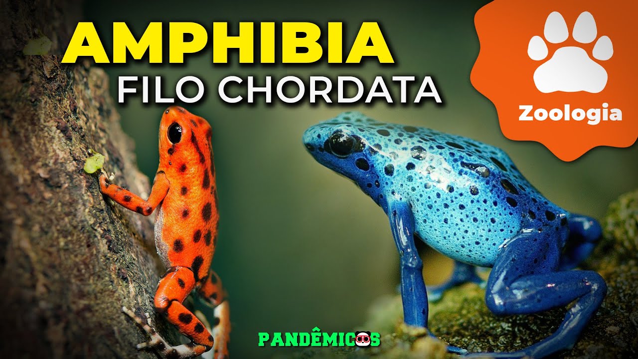 Filo Chordata: Amphibia