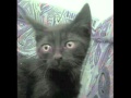 Psychic Tv - Black Cat 