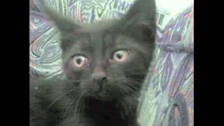 Psychic Tv - Black Cat