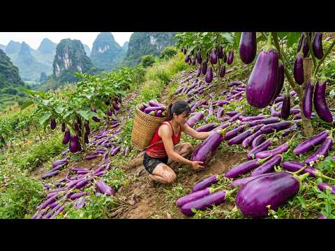 [Timelapse] Harvesting 500KG of Eggplants on a Mountain Slope & Transporting Them the Market to Sell