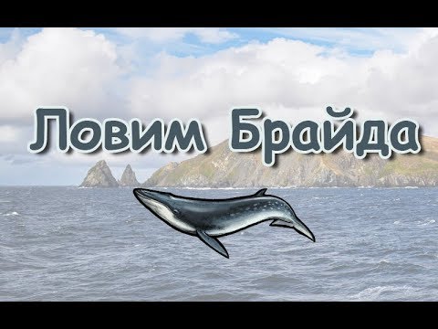 Русская Рыбалка 3.99 (Russian Fishing) Ловим Полосатика Брайда #4