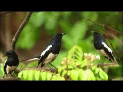download lagu mp3 mp4 Suara Alam Untuk Masteran Burung Kacer, download lagu Suara Alam Untuk Masteran Burung Kacer gratis, unduh video klip Suara Alam Untuk Masteran Burung Kacer