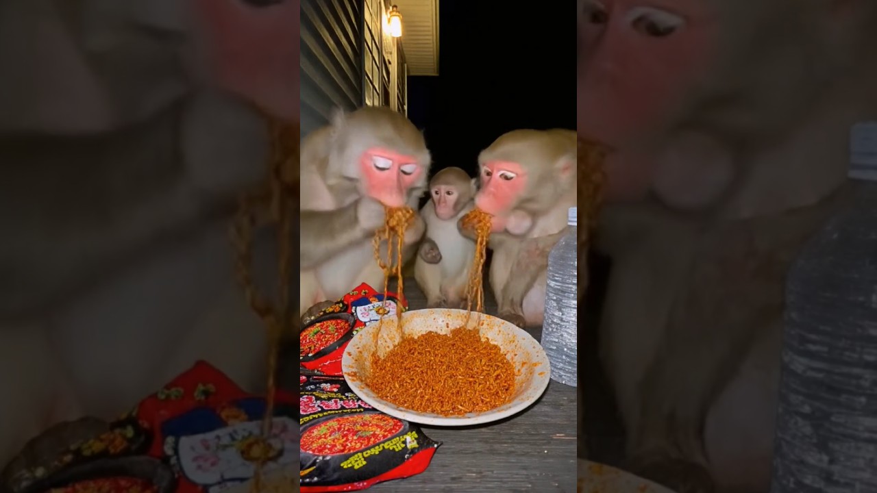 Monkeys Try Spicy Noodles for the First Time!