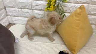 ハーフ犬の動画01