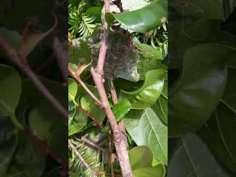 庭の幼虫を駆除するにはどうすればよいですか？何が彼らを惹きつけるのでしょうか？  庭園