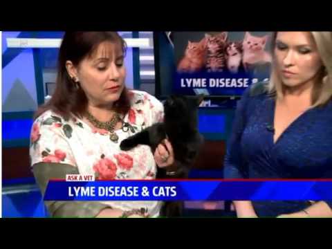 Preventing Lyme Disease in Cats - Ask a Vet with Dr. Jyl
