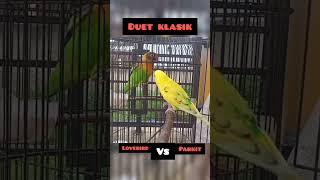 Download lagu Parkit vs Lovebird mp3