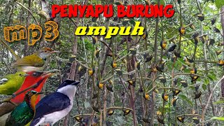 Download lagu Punya MP3 Ini Habis burung SAtu rombongaN mp3