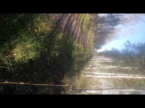 In search of mushrooms / В поисках грибов