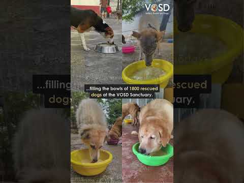 23RD SEPTEMBER, 2025 – A MEAL SPONSORED AT VOSD TO HONOR SMT. JAYASHREE SHIVAN🌸 #indiasexpertondogs