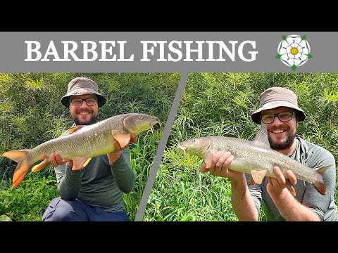 BARBEL FISHING| Summer fishing on a YORKSHIRE RIVER!