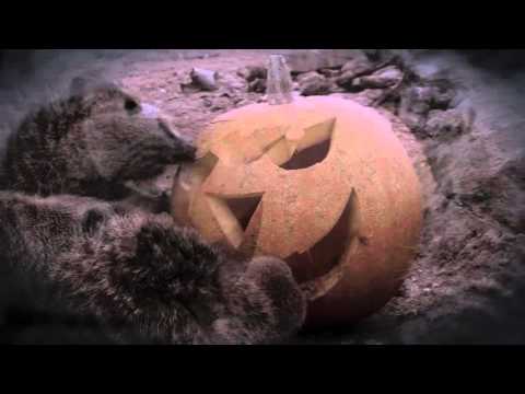 Yorkshire Wildlife Park -The Magical Halloween Adventure YWP 2015