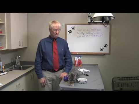 Tips for Feeding Finicky Cats