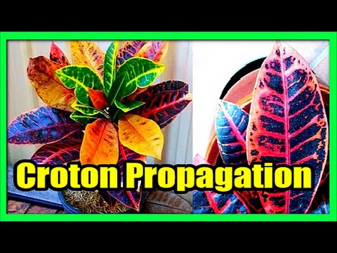 Kroton - Skötsel, Sticklingar, Vattning & Näring
