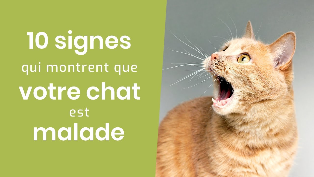 10 SIGNES QUI MONTRENT QUE VOTRE CHAT EST MALADE