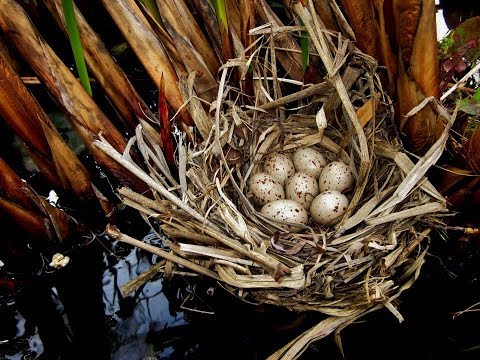 Sliepočka vodná (Gallinula chloropus) – hniezdo a mláďatá