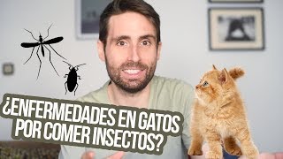 ¿Es malo que mi gato coma mosquitos