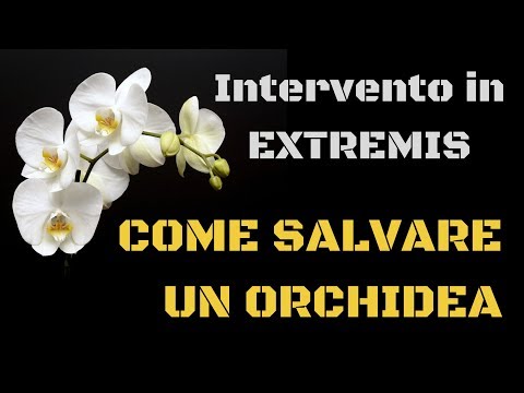 Se in un corpo umano striscia che i sintomi Modo di vivere di helminths