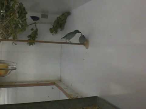 honeycreeper- part-1Hand feeding