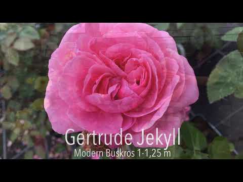 Trädgårdsmästare Marias bästa rosor