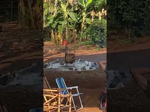 No interior do interior do Paraná, Laranjal Brasil #fazenda #viralyoutubeshorts