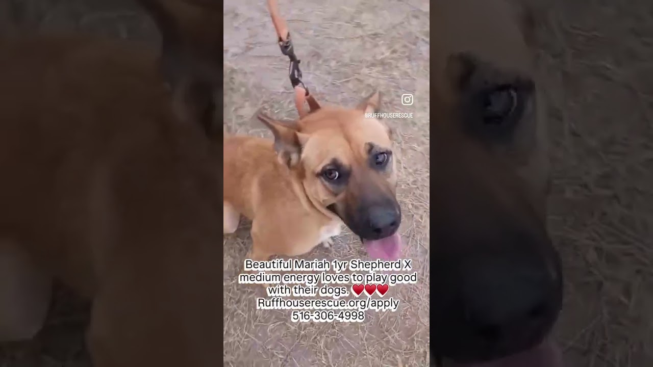 Mariah, a Adoptable mixed breed in West Islip, NY video 6/6