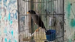 Download lagu Jalak kebo Muda Belajar Bunyi mp3