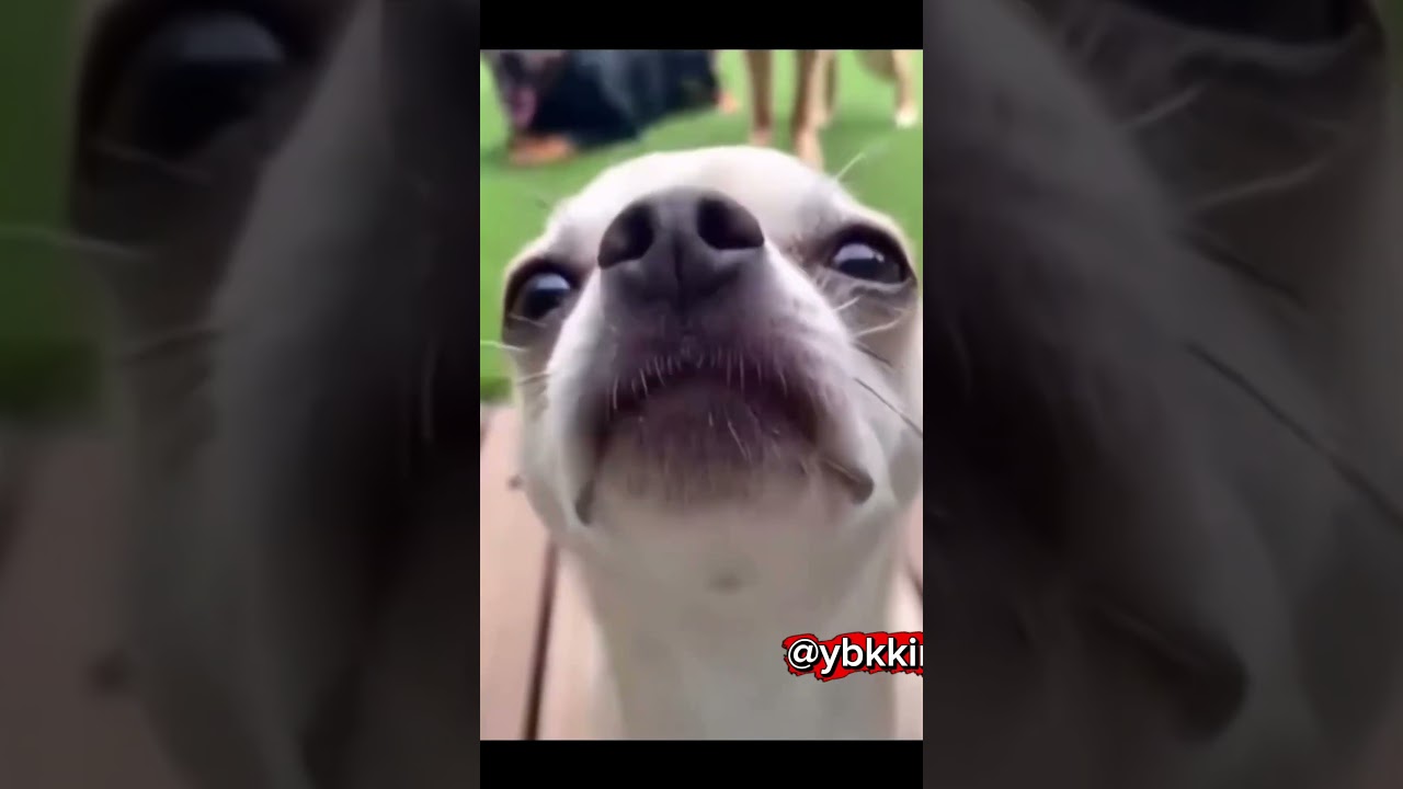 Lil Bro Just Accepted His Fate After The Door Closed On Him😭💀#shorts #funny #dog #ybkkingshorts