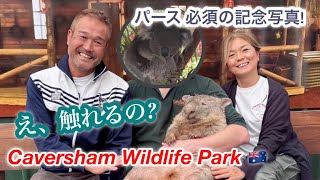 【パース観光】カンガルーもウォンバットも触れる！距離が近すぎるカバシャムワイルドパーク🐨🦘