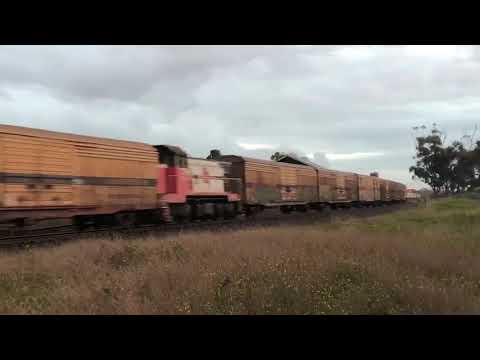 6 locos on SCT freight with a T class in the middle of the Consist! | 4PM9 through Little river