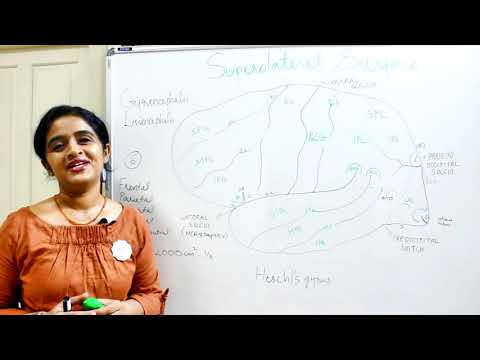 NEUROANATOMY-CEREBRUM PART 1- FUNCTIONAL AREAS (SULCI & GYRI) - DR ROSE JOSE MD