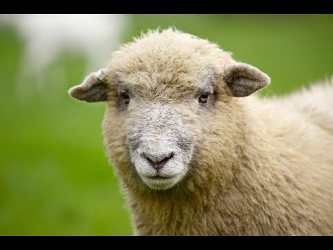 Live Sheep Watch Northern Ireland