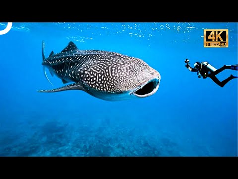 OKYANUSLARIN EN VAHŞİ CANLILARI | 4K HAYVAN BELGESELİ