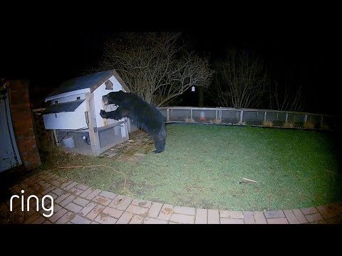 , title : 'This Bear Messed with the Wrong Chicken Coop | RingTV'