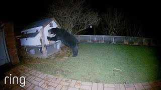 This Bear Messed with the Wrong Chicken Coop  Ring