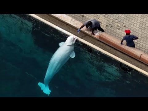28 beluga whales from Marineland coming to U.S. through emergency rescue plan
