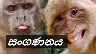 සත්ව සංගණනය / annimal Census 🐒🐒@Bawanthavlogs