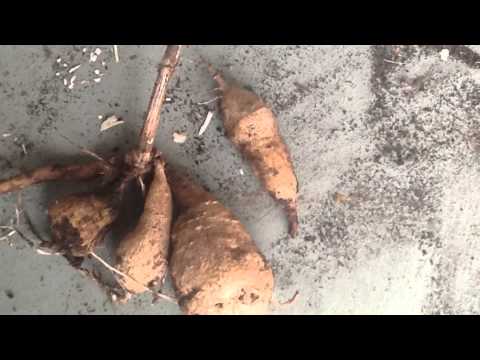 download lagu mp3 mp4 Planting Dahlia Tubers In Pots, download lagu Planting Dahlia Tubers In Pots gratis, unduh video klip Planting Dahlia Tubers In Pots