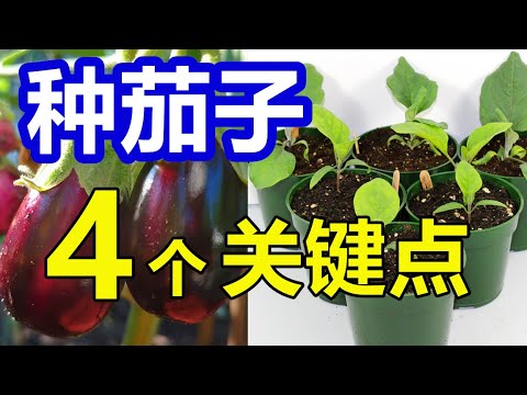 种茄子🍆的4件事儿, 育苗时间进度, 移栽 How to plant eggplant from seeds (English Subtitle)