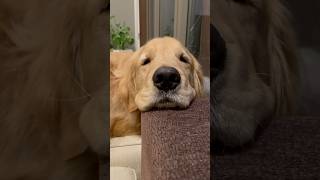 とろける犬　#ゴールデンレトリバー #골든리트리버 #goldenretriever  #金毛 #犬との暮らし #animals #dog #doglover #犬　#犬のいる暮らし #いぬ