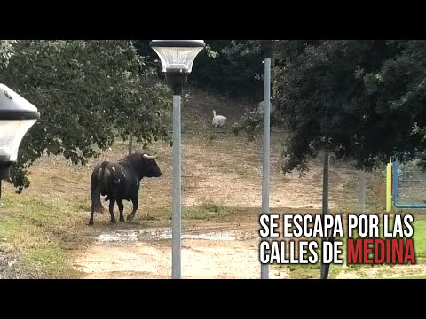 Medina del Campo 2023 El Toro se Escapa Por Las Calles