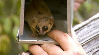 The World's Smallest Lemur | Attenborough and the Giant Egg | BBC Earth