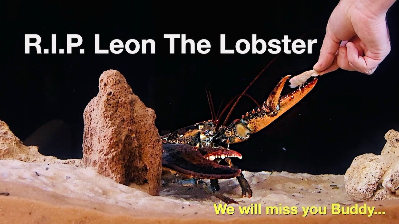 R.I.P. Leon The Lobster... We will mis you Buddy