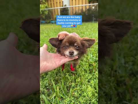 Can you help our rescue dogs⁉️🥺Link in our bio🫶 #amazon #rescuedog #chihuahua #shelter #florida