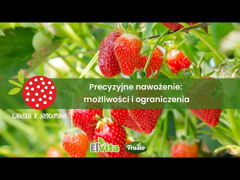 Wiedza z jagodnika - precyzyjne nawożenie jagodowych