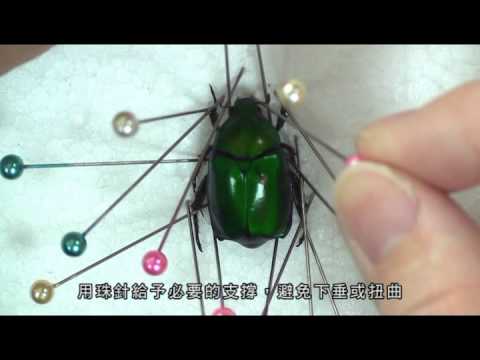 昆蟲標本製作技術