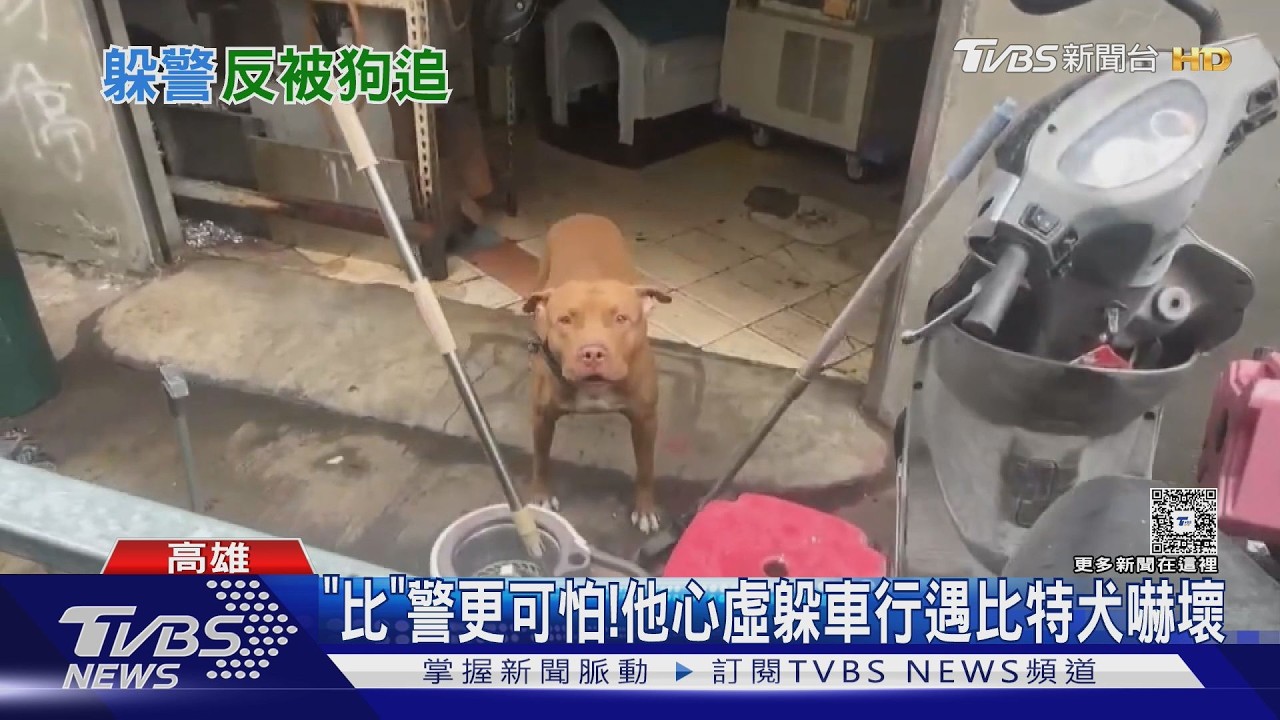 影音/猛犬助警!失聯移工落跑躲進機車行 反遭比特犬狂吠嚇壞